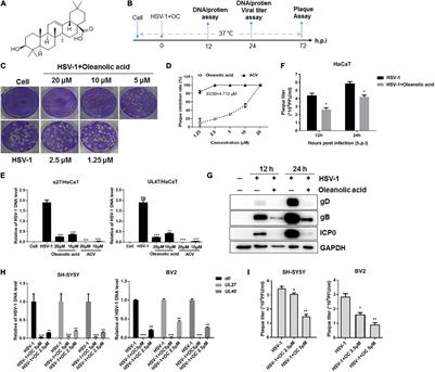 Viral UL8 Is Involved in the Antiviral Activity of Oleanolic <mark class="highlighted">Acid</mark> Against HSV-1 Infection